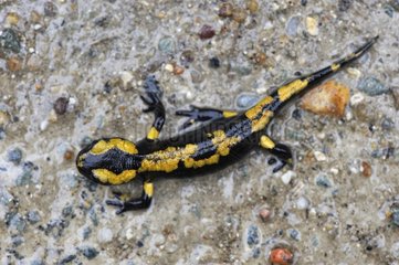 Young Speckled salamander on road after the rain - France