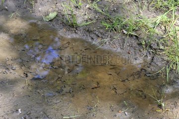 Speckled Salamander larvae in a puddle - France