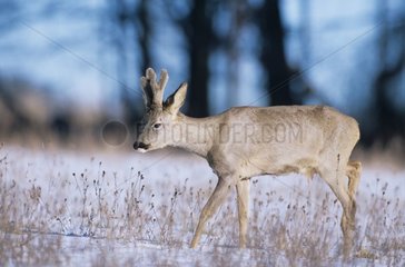 Roe Deer walking in edge of forest in winter