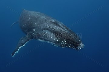 Humpback whale swimming in the South Pacific Tonga