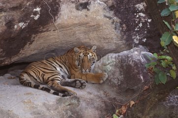 Tigre du Bengale couché sur un rocher Bandhavgarh PN Inde