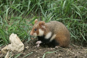 Hamster commun en liberté dans la steppe