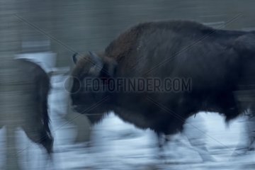 Europäische Bisons im Winter mit gefallener Nacht in Polen