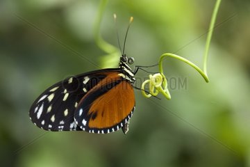 Butterfly on a tendrill Refuge Hacienda Barù Costa Rica