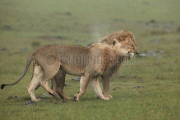 Couple de Lions dans la savane Kenya