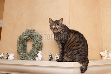 A domestic cat on the edge of a chimney