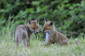 Young red foxes playing in the grass Vosges France