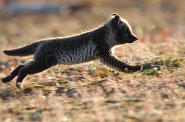 Arctic fox cub running in the tundra Canada