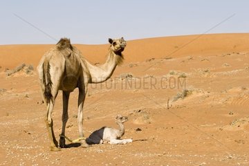 Female Dromedary and its young United Arab Emirates