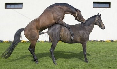 Paarung von Pferden Englisch  Vollblut Frankreich