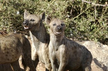 Spotted hyenas Ruaha Tanzania