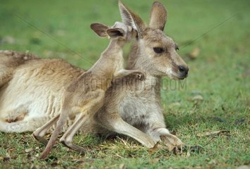 Female Eastern Grey Kangaroo and joey Australia