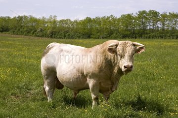Charolaise Bull in meadow Burgundy France