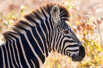 Portrait of a Burchell's zebra NP Kruger South Africa