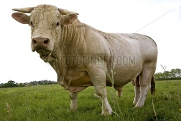Charolaise Bull in meadow Burgundy France