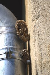 Wasp nest against a drainpipe