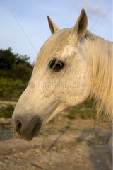 Portrait of a white Horse in Provence