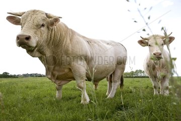 Charolaise Bull and Cow in meadow Burgundy France