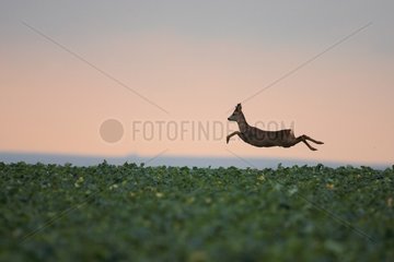 Roe deer jumping in a field Marne France