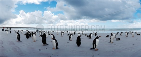 Colony of gentoo penguins on a beach Falklands