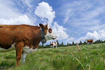 Montbéliarde Kühe auf dem Grasstopfen Faing
