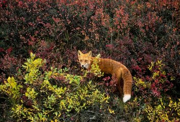 Roter Fuchs in der Vegetation PN Denali Alaska USA USA