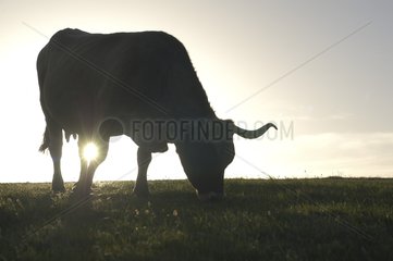 Aubrac cow in a meadow at sunset