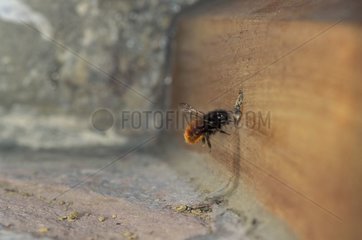 Femelle Osmie rousse apportant du pollen dans son nid