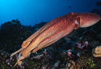 Big Blue Octopus on reef Tuamotu French Polynesia