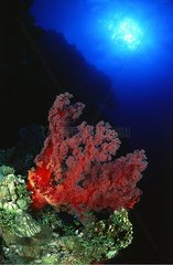 Soft coral under surface
