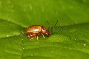 Chrysomelid drinking water on a leaf Belgium