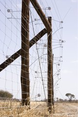 Detail of an electric fence for cattle protection Botswana