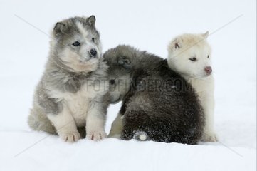 Drei Kanada -Husky -Welpen im Schnee