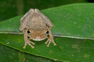 Portrait of a Treefrog on a leaf Guiana