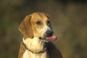 Porträt eines Hundes jagt Französische Tricolor Frankreich