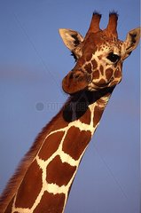 Réticulated giraffe Samburu Kenya