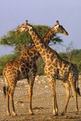 Two Giraffes rubbing one in other Etosha