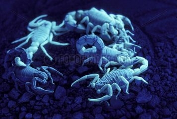 Fluorescence des Scorpions visible sous rayons ultra violets