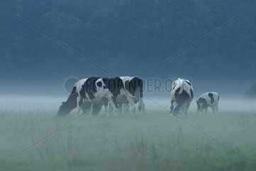 Cows in the morning fog in summer Friesland Netherlands