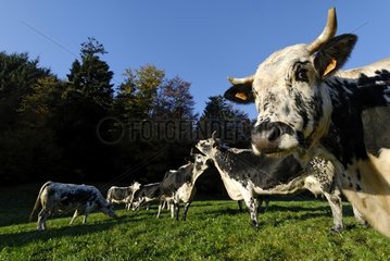 Vosges Kühe in der Farm-Inn Felsach Linthal