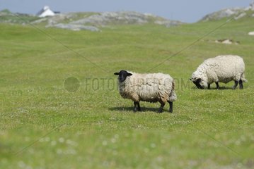 Shetland Lamb Connemara Ireland