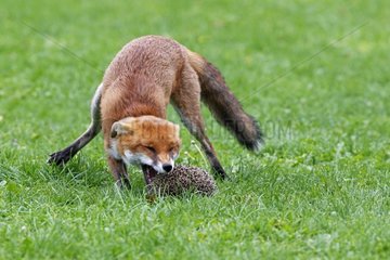 Red fox trying to catch a hedgehog Great Britain