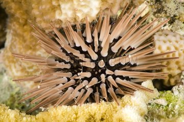 Hedgehog sea urchin on the reef Tuamotu Polynesia