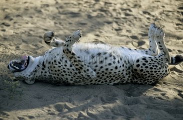 Kaution eines Cheetahs ein Staubbad Namibia einnimmt