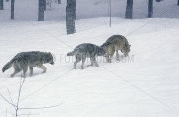 Common gray Wolves in Indian row in snow in winter