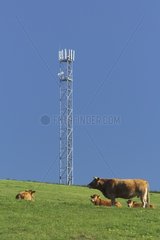 Cows under a phone antenna Lestard Corrèze