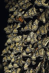 Regrouping of Butterflies Monarch Mexico