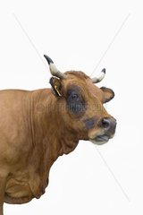Porträt einer Tarentaise Kuh im Studio Frankreich
