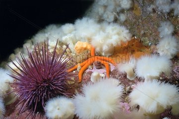 Sea urchin and sea star on a sea bottom Vancouver Strait