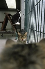 KÃ¤mpfe zwischen Katzen einer Zuflucht NiÃ¨vre Frankreich